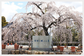 桜樹と眠る